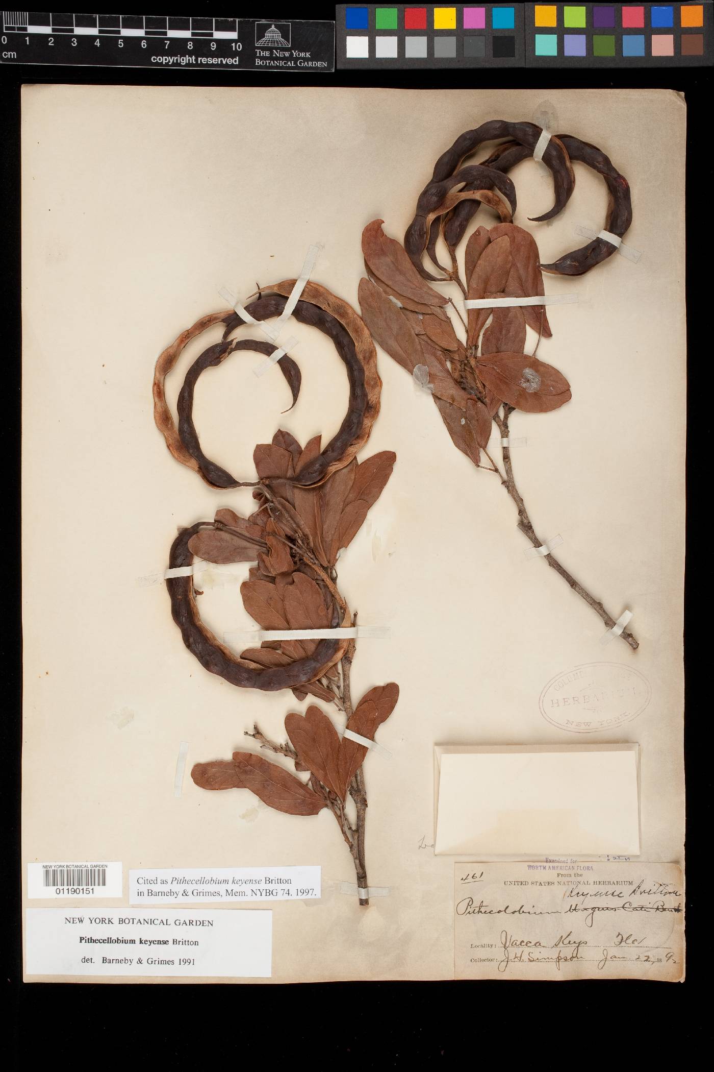Pithecellobium keyense image