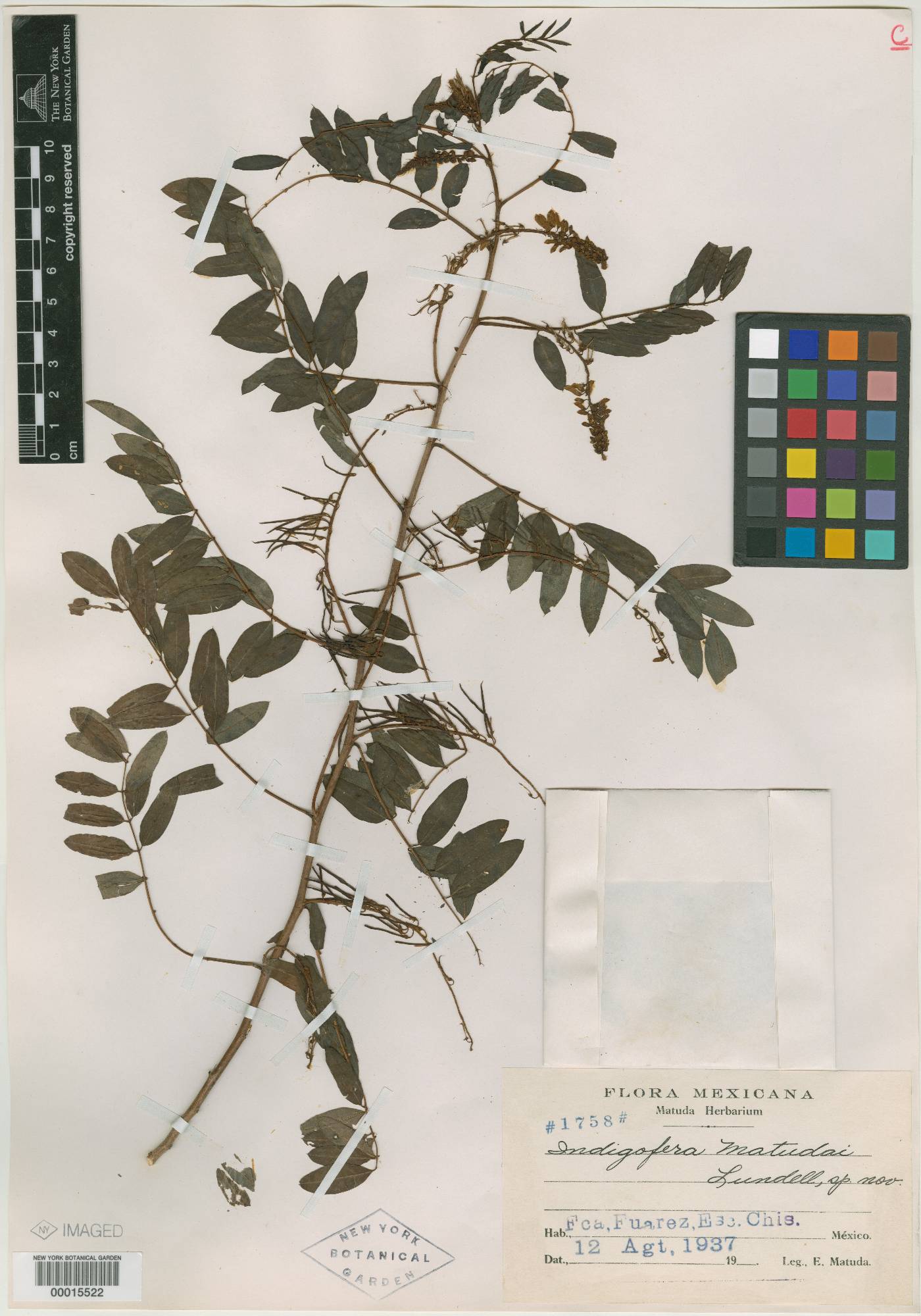 Indigofera thibaudiana image