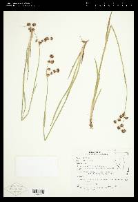 Juncus ensifolius var. montanus image