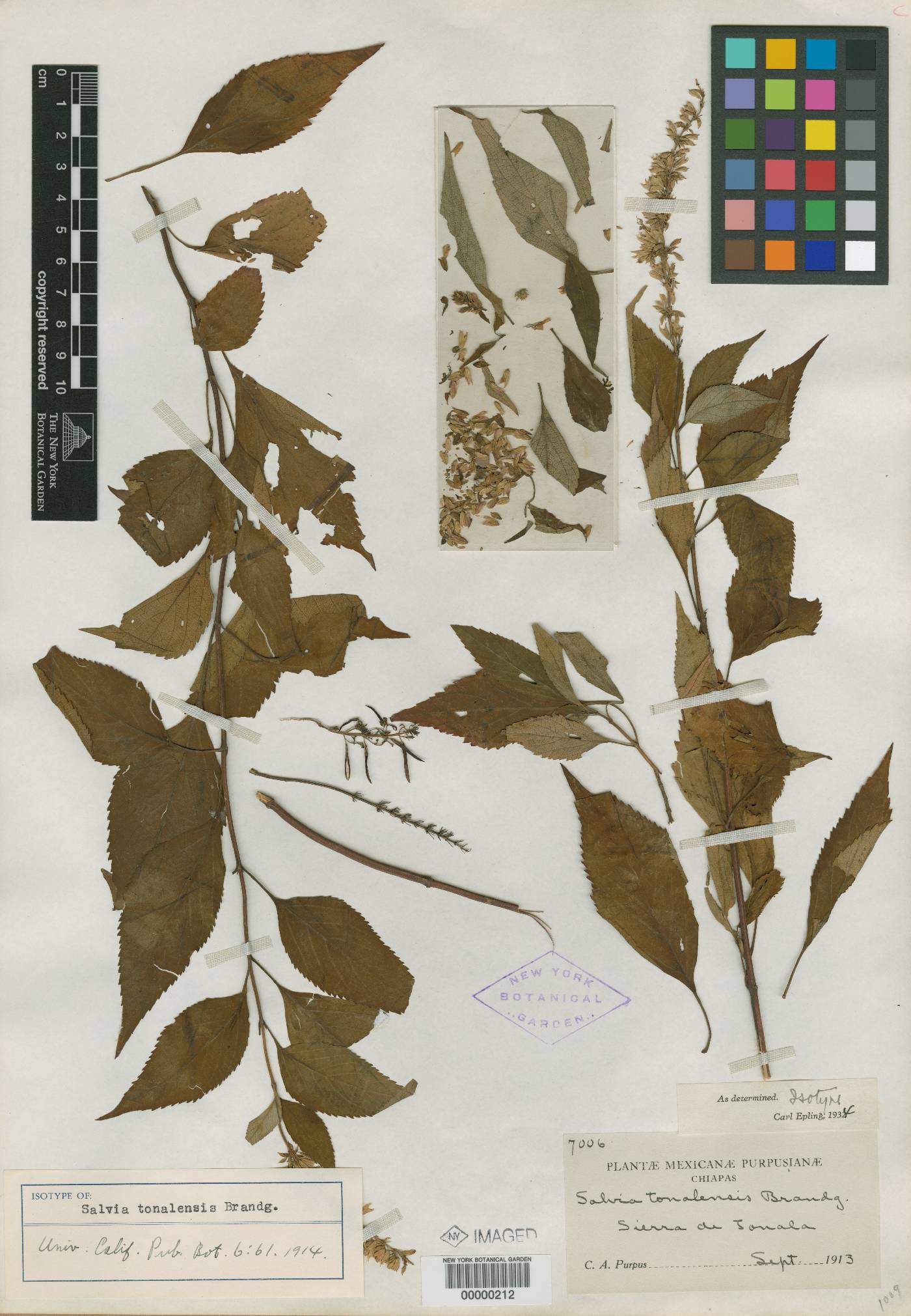 Salvia tonalensis image