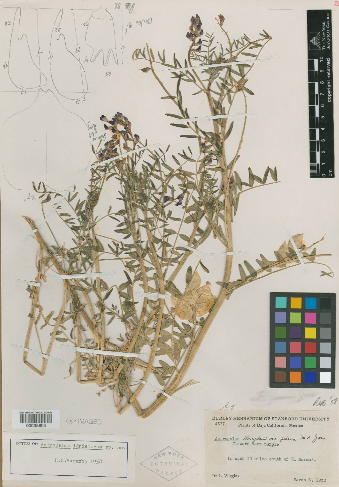 Astragalus idrietorum image