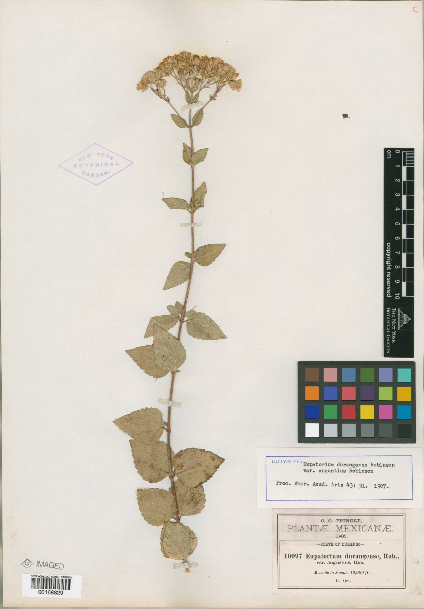 Ageratina venulosa image