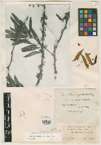 Media resource of Cercidium goldmani