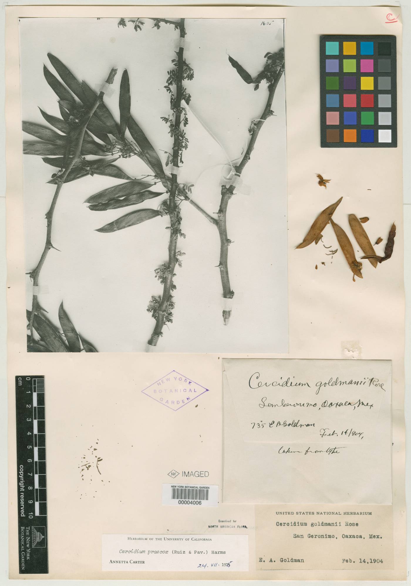 Cercidium goldmani image