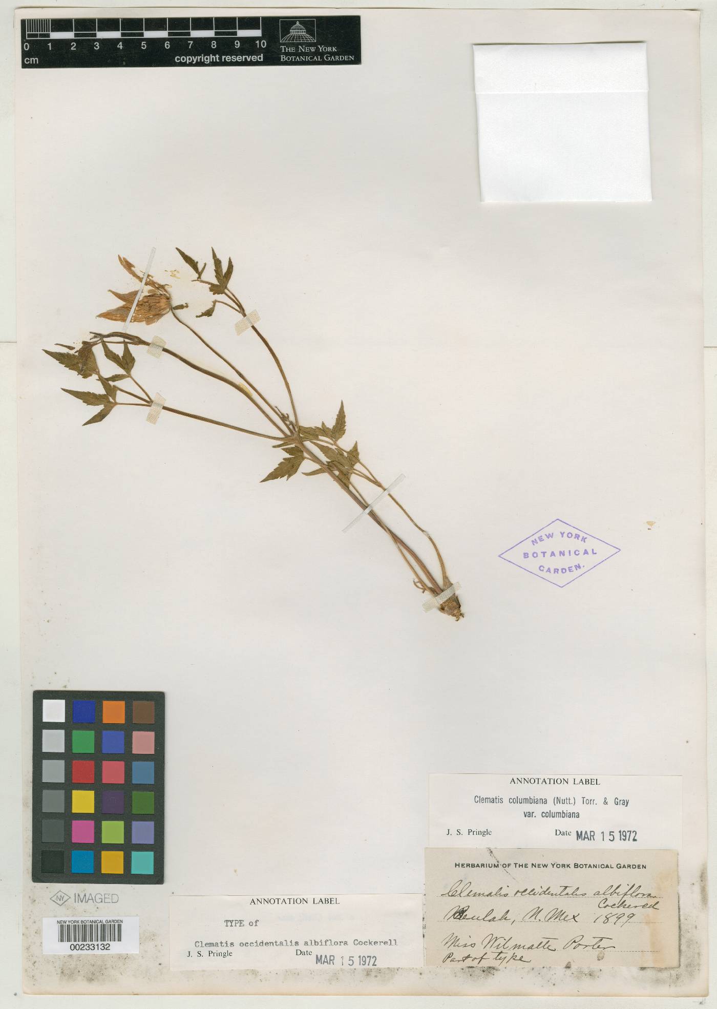 Clematis occidentalis var. albiflora image