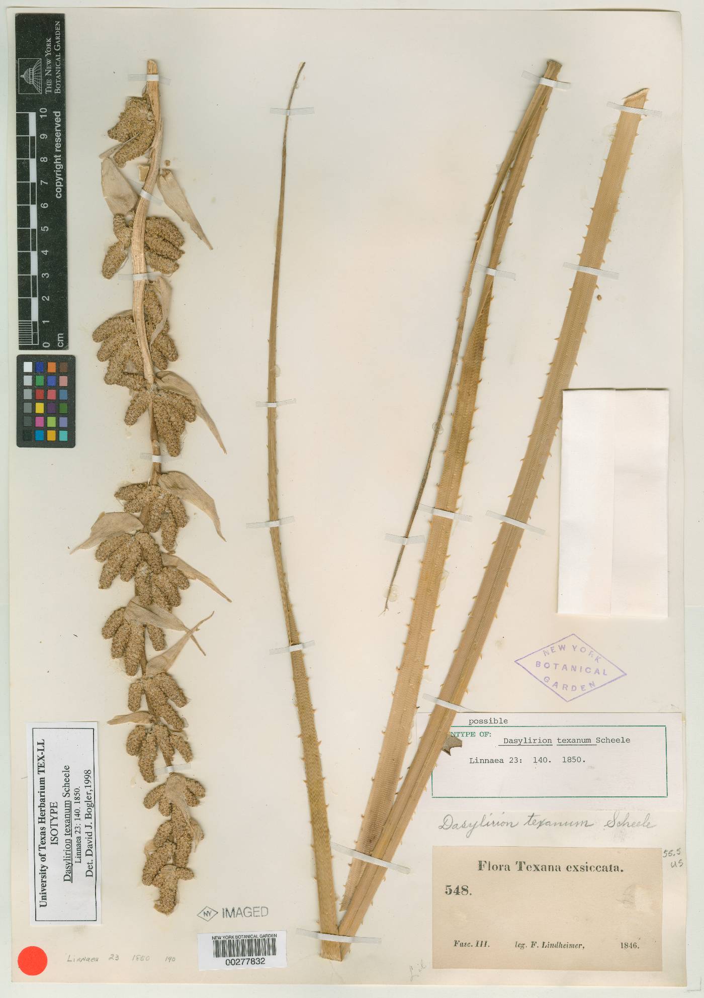 Dasylirion texanum image