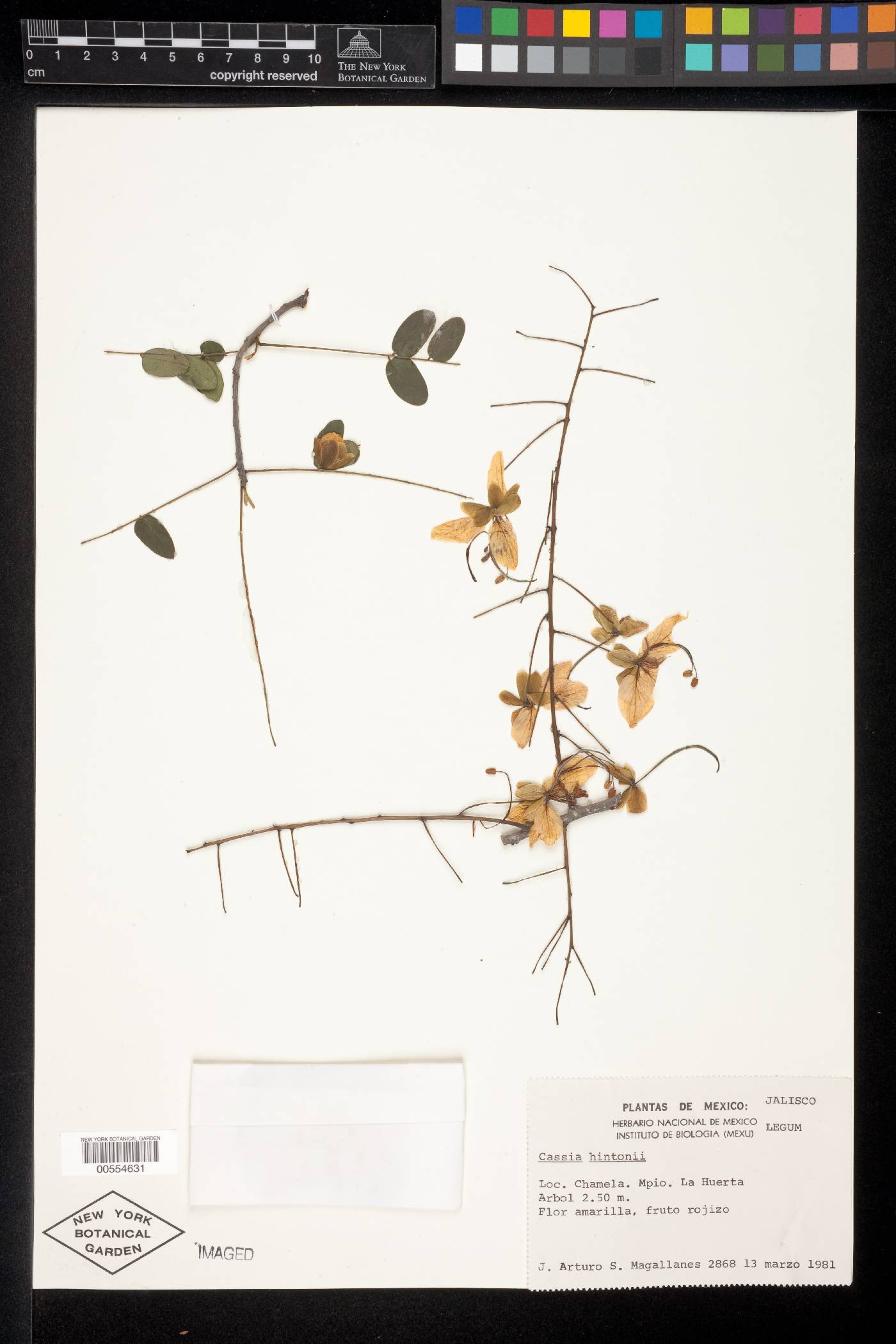 Cassia hintonii image