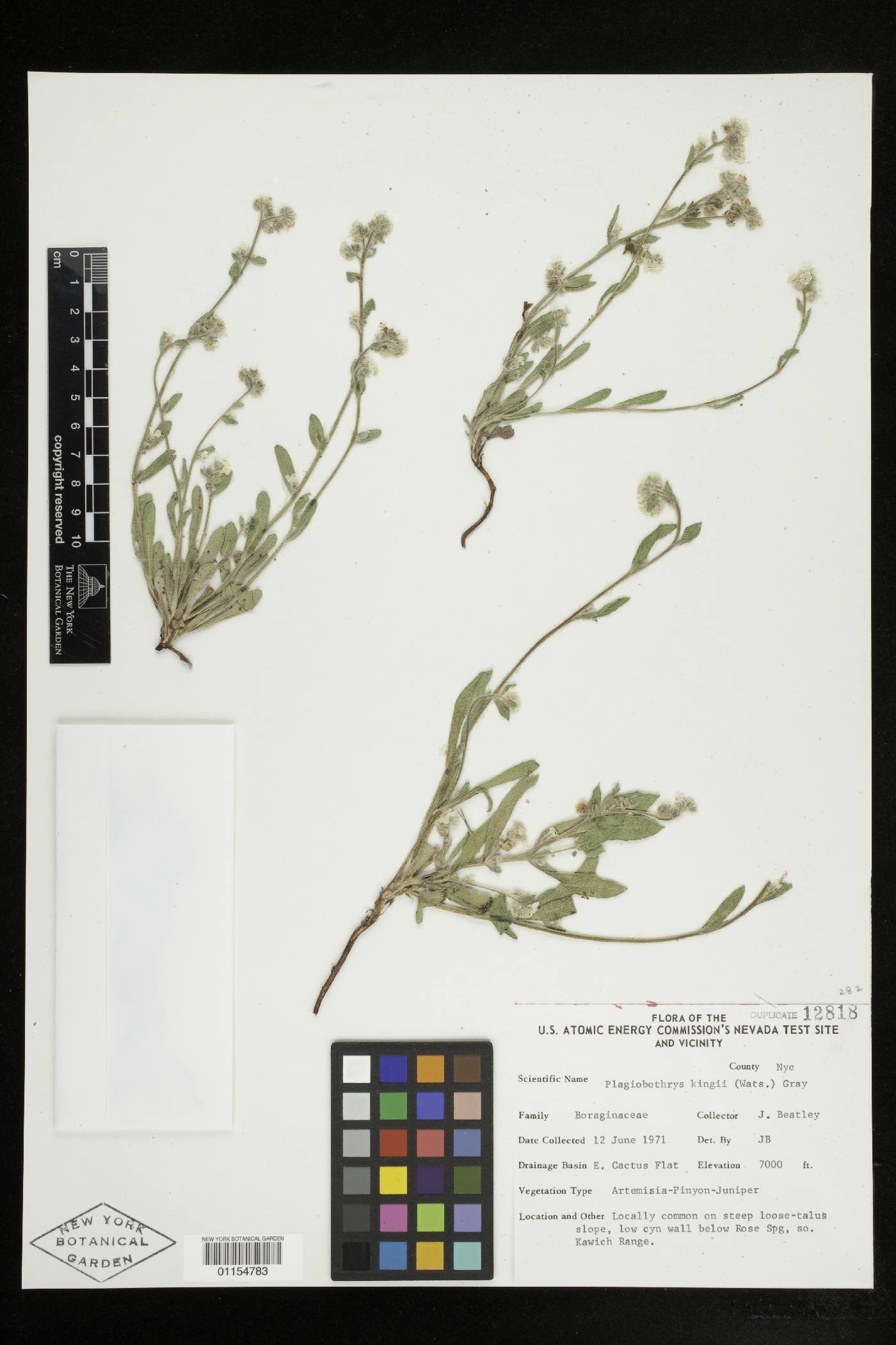Amsinckiopsis kingii var. kingii image