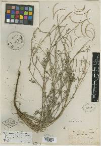 Eschscholzia leucosticta image