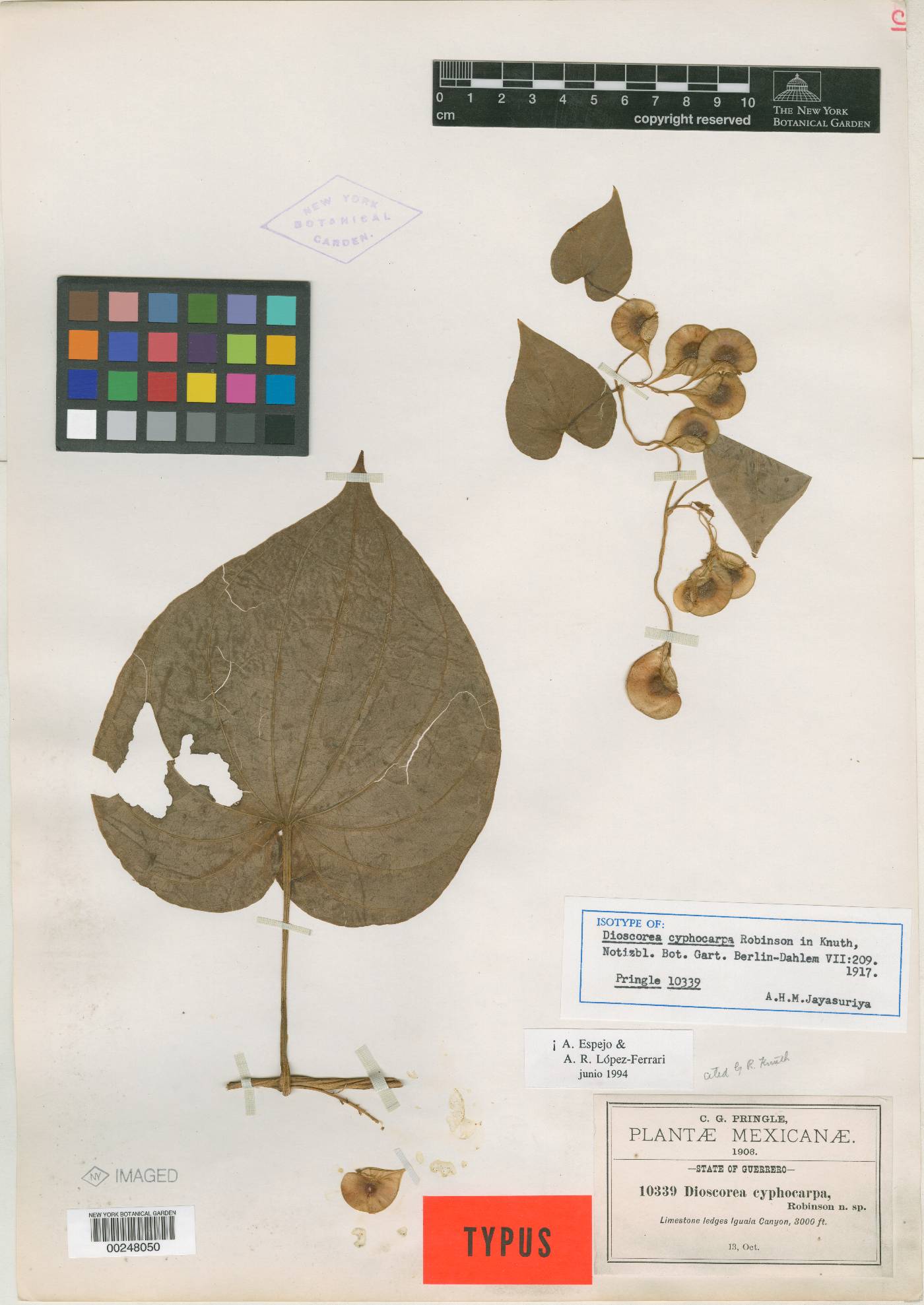 Dioscorea cyphocarpa image