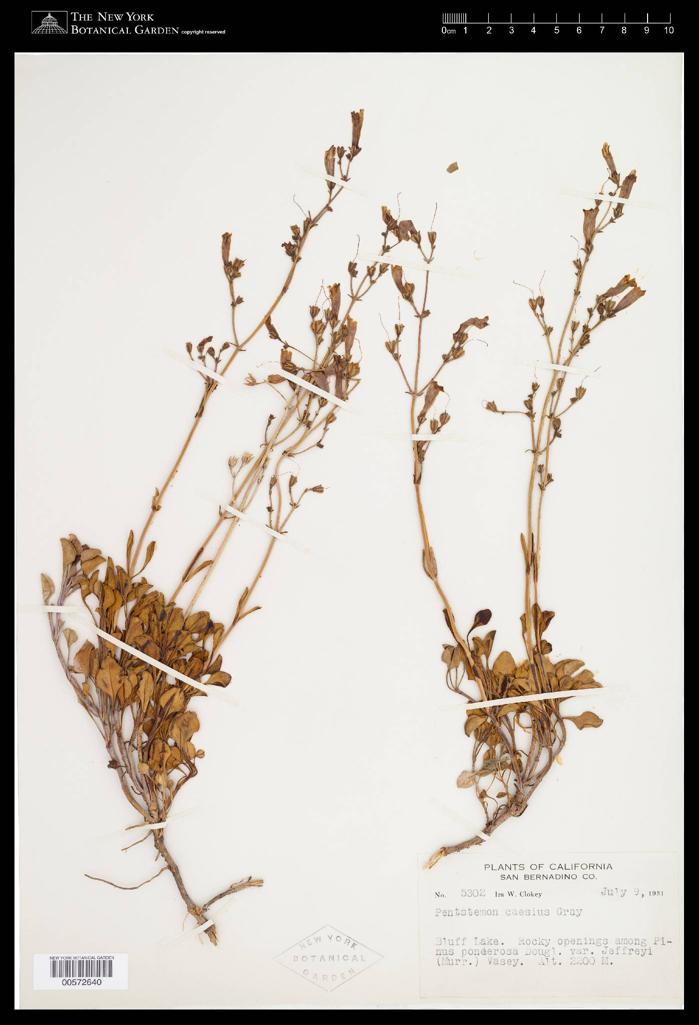 Penstemon caesius image