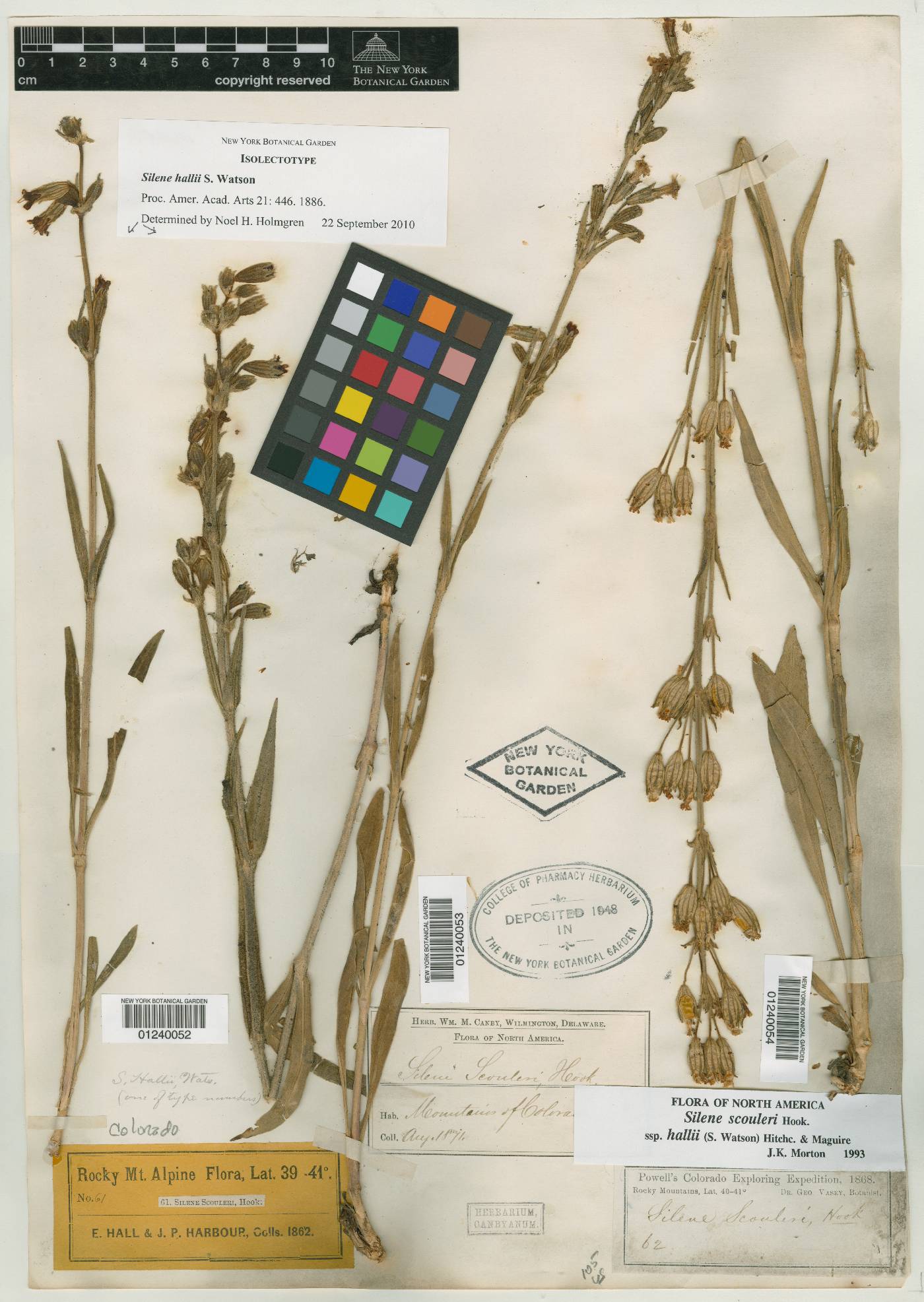 Silene scouleri subsp. hallii image