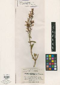 Penstemon clevelandii subsp. mohavensis image