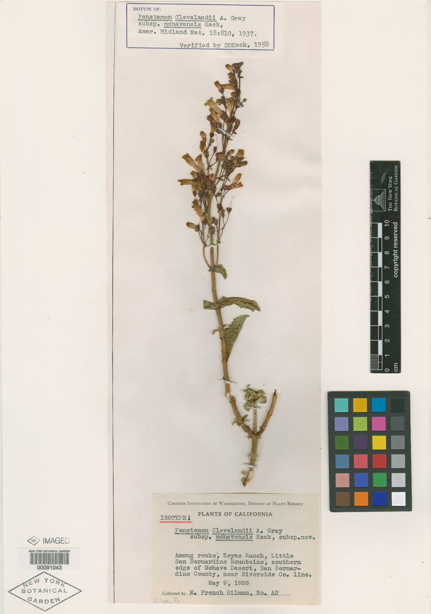 Penstemon clevelandii subsp. mohavensis image