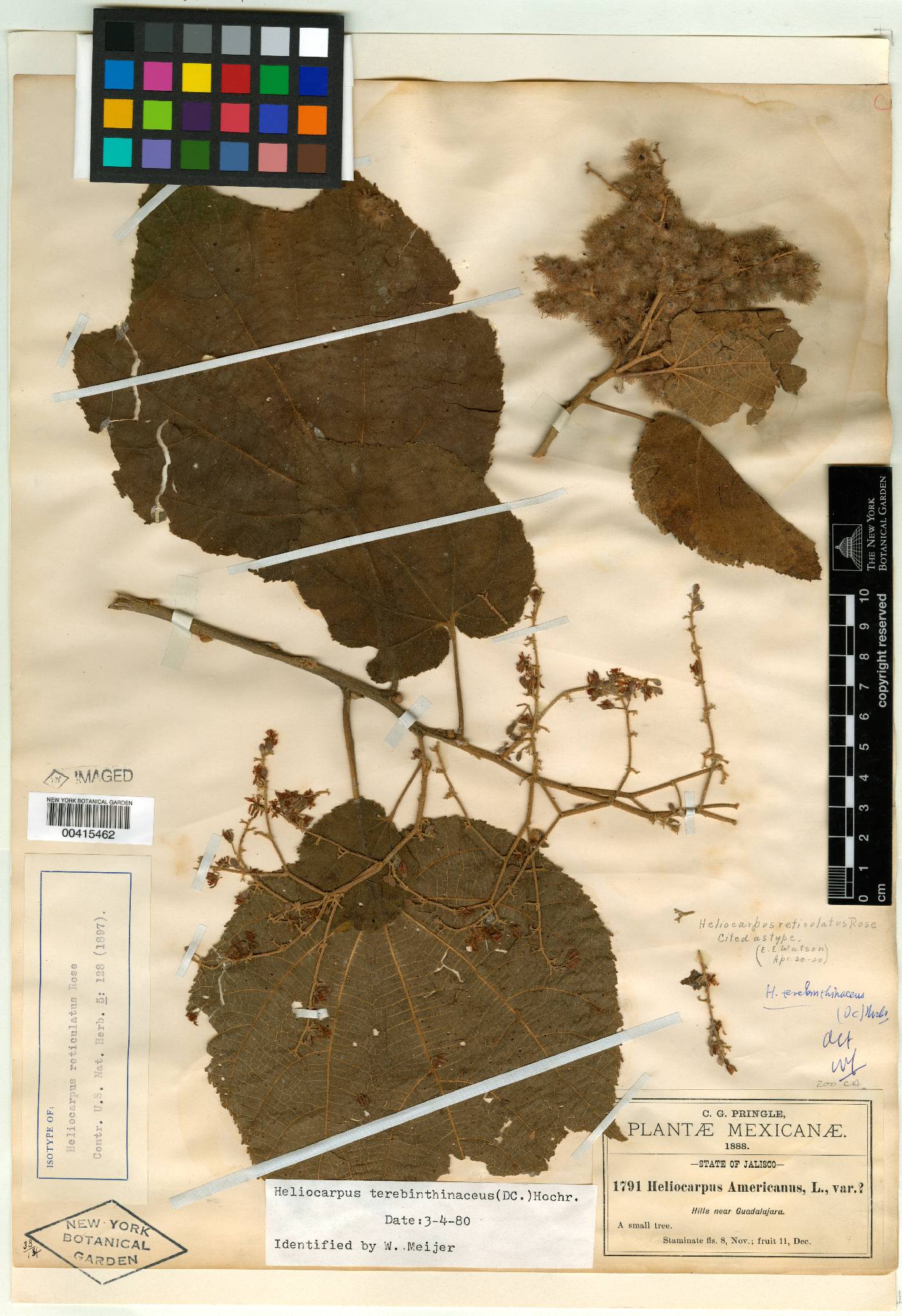 Heliocarpus terebinthinaceus image