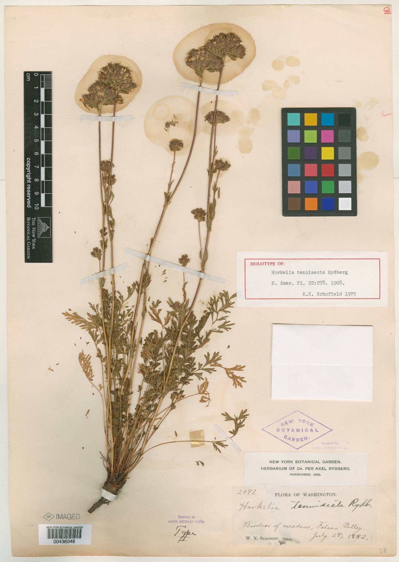 Potentilla douglasii image