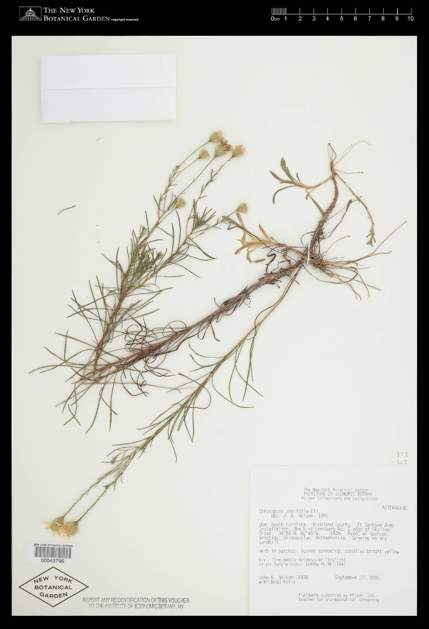 Chrysopsis pinifolia image