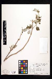 Ruellia sororia image