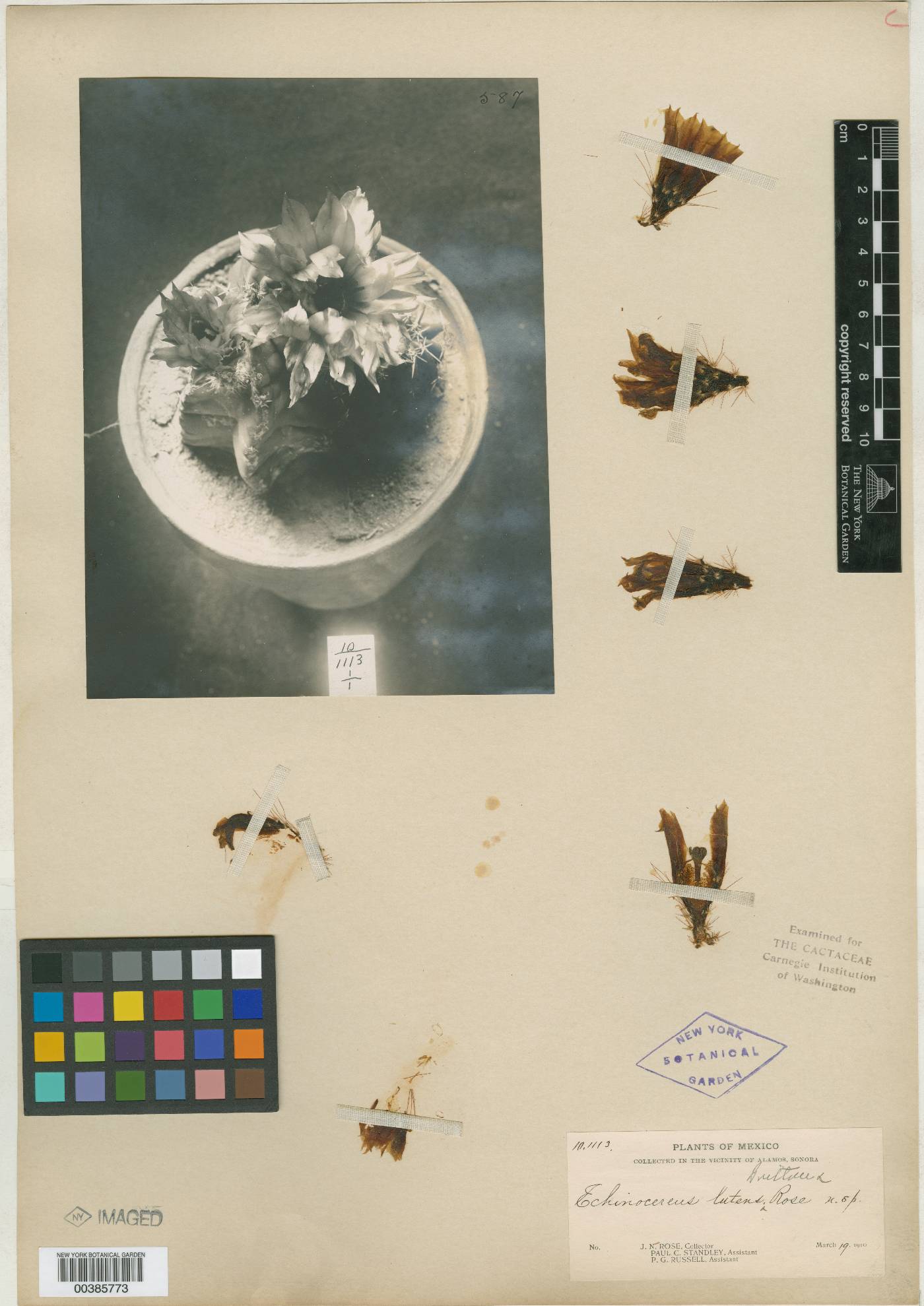 Echinocereus subinermis subsp. subinermis image