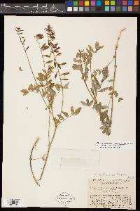Astragalus robbinsii var. minor image
