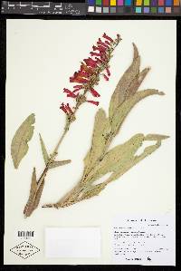 Penstemon eatonii image