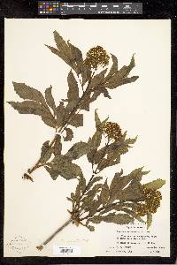 Sambucus racemosa subsp. racemosa image