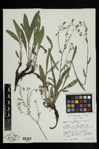 Hackelia patens var. harrisonii image