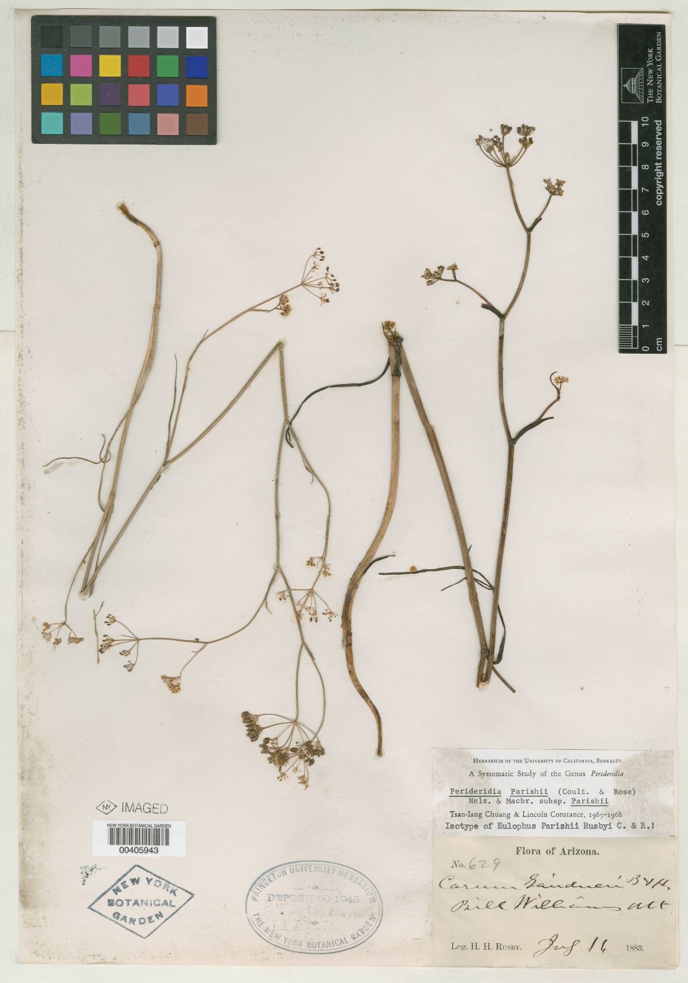 Eulophus parishii image