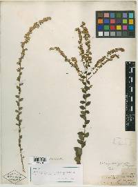 Solidago brachyphylla image