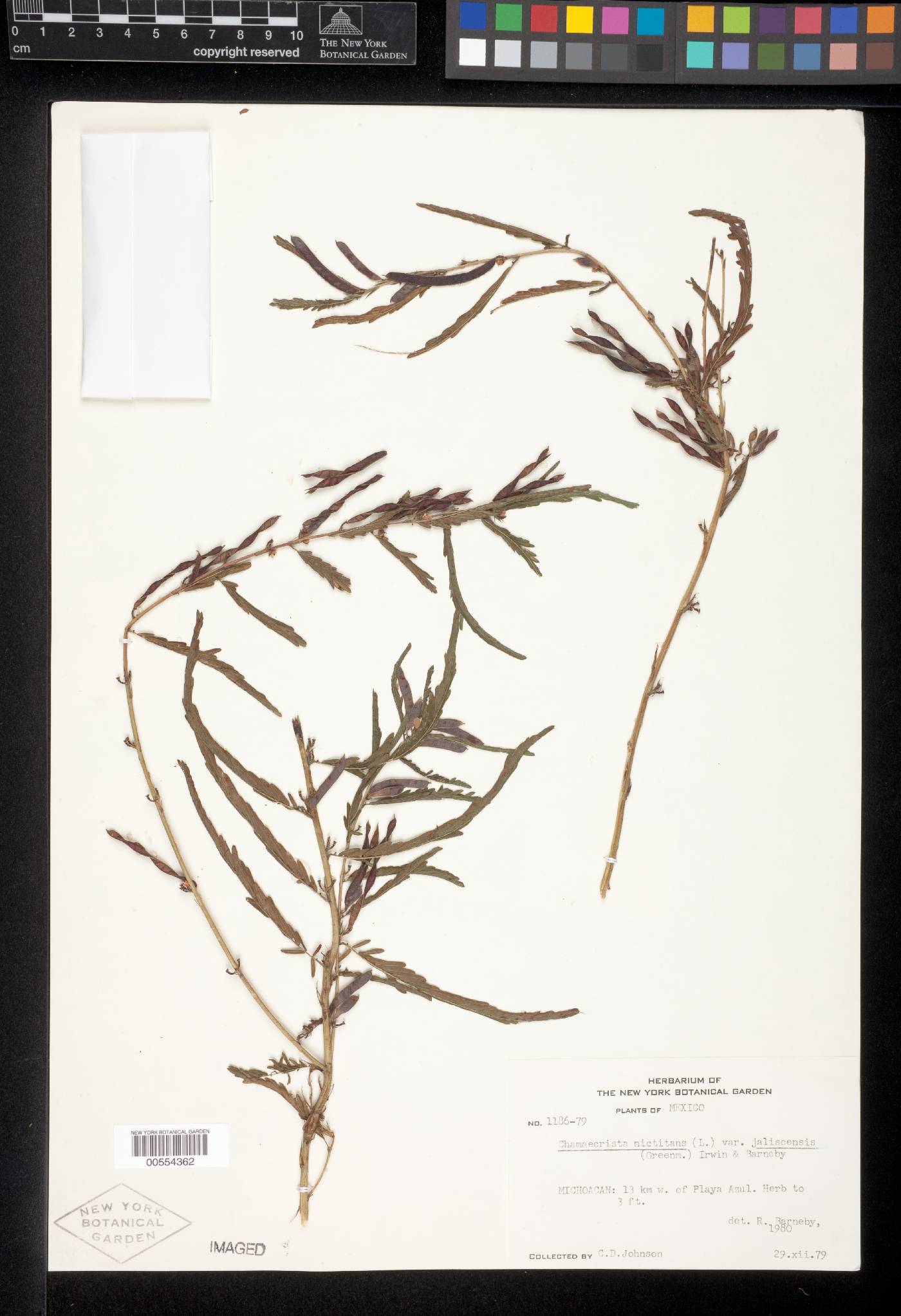 Chamaecrista nictitans var. jaliscensis image