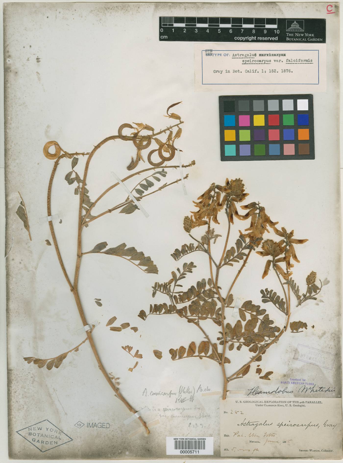 Astragalus speirocarpus var. falciformis image