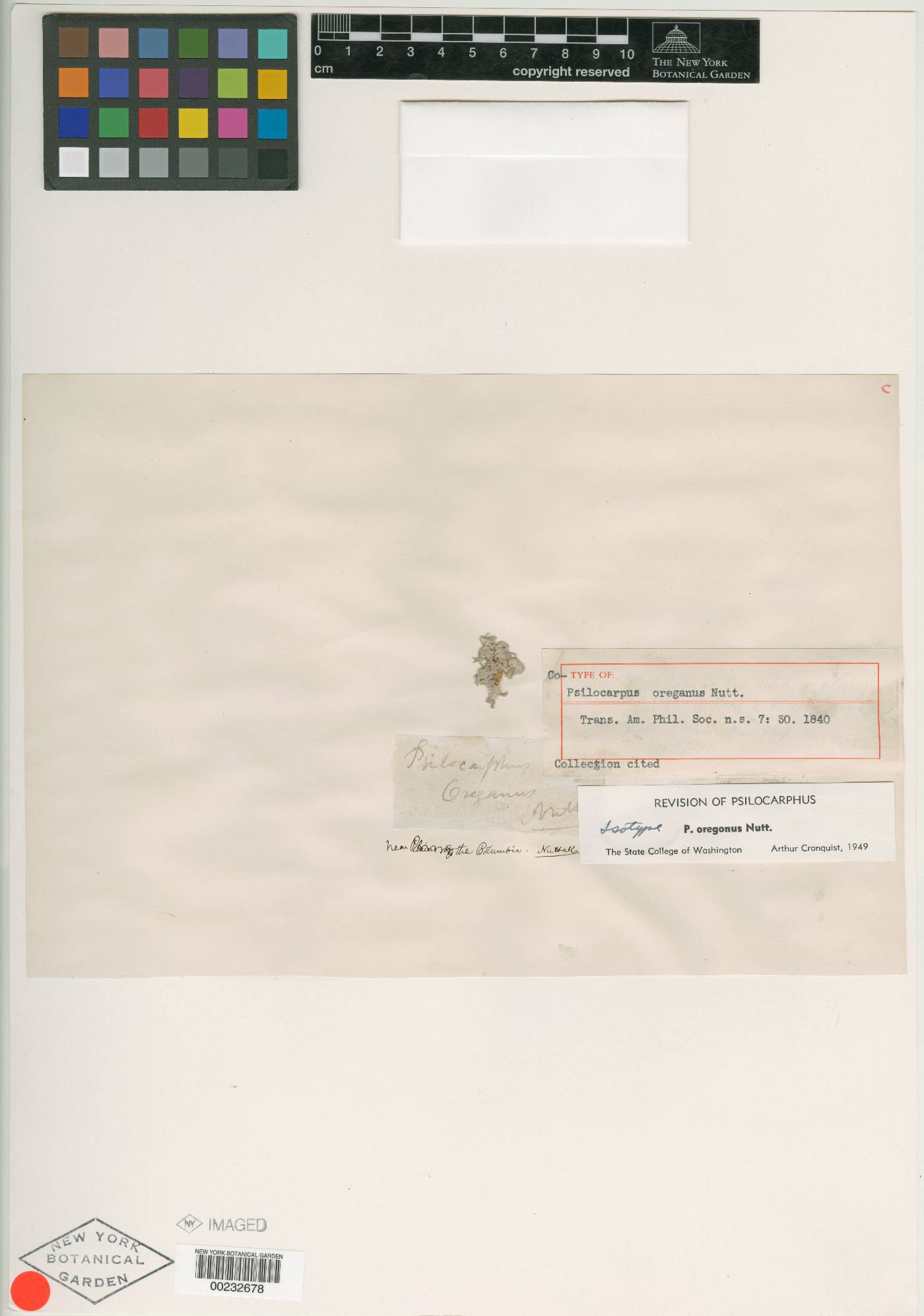 Psilocarphus oregonus image