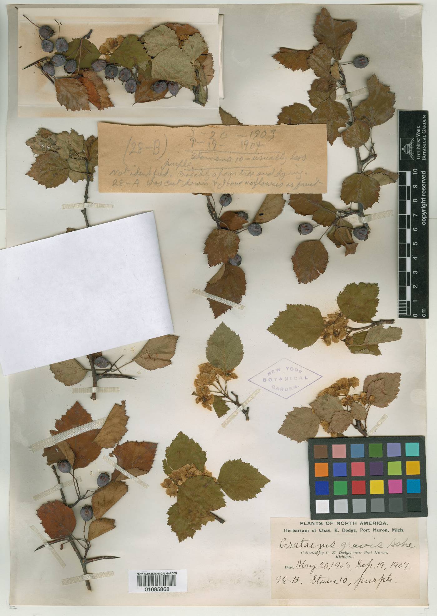 Crataegus gravis image