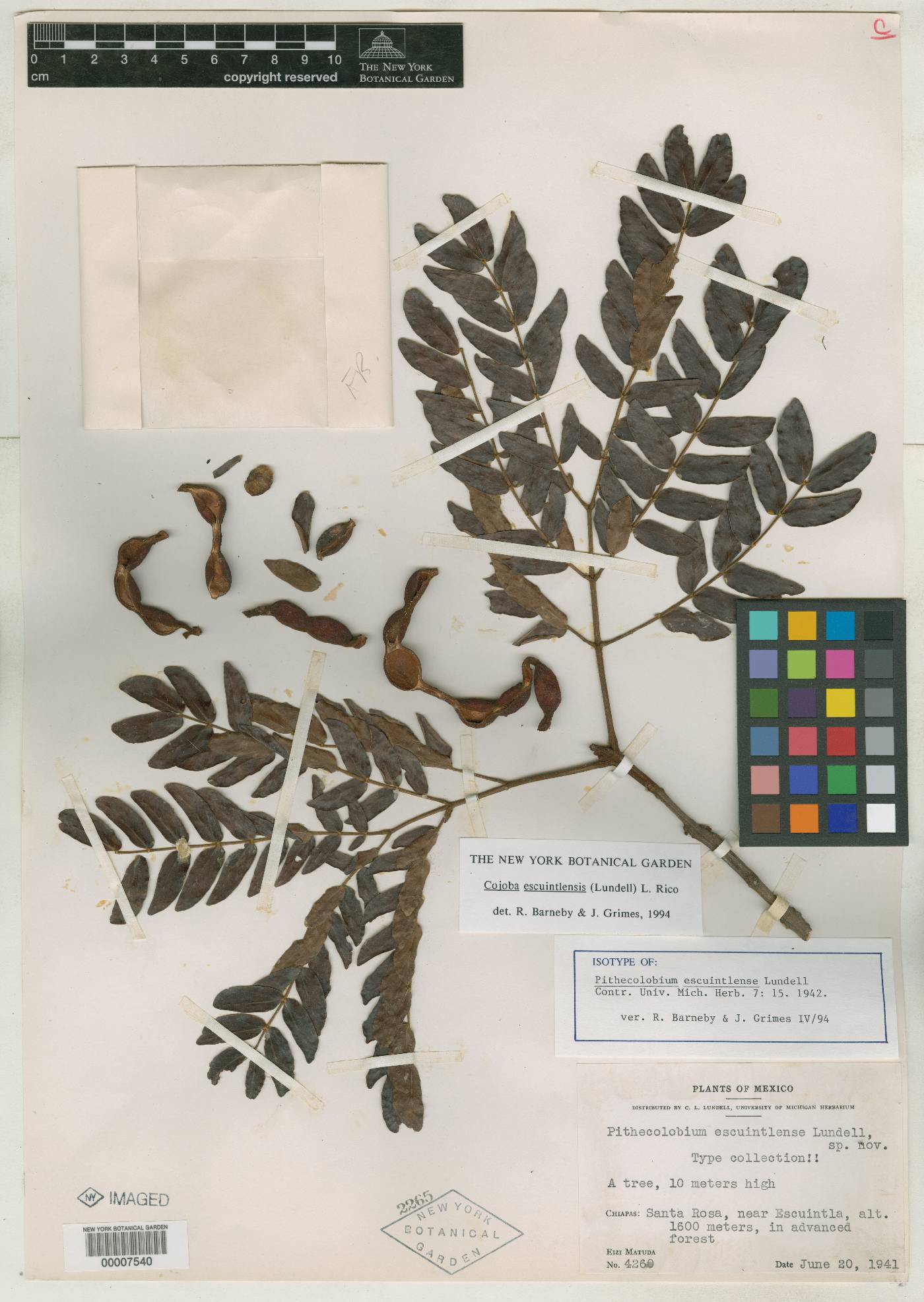 Cojoba escuintlensis image