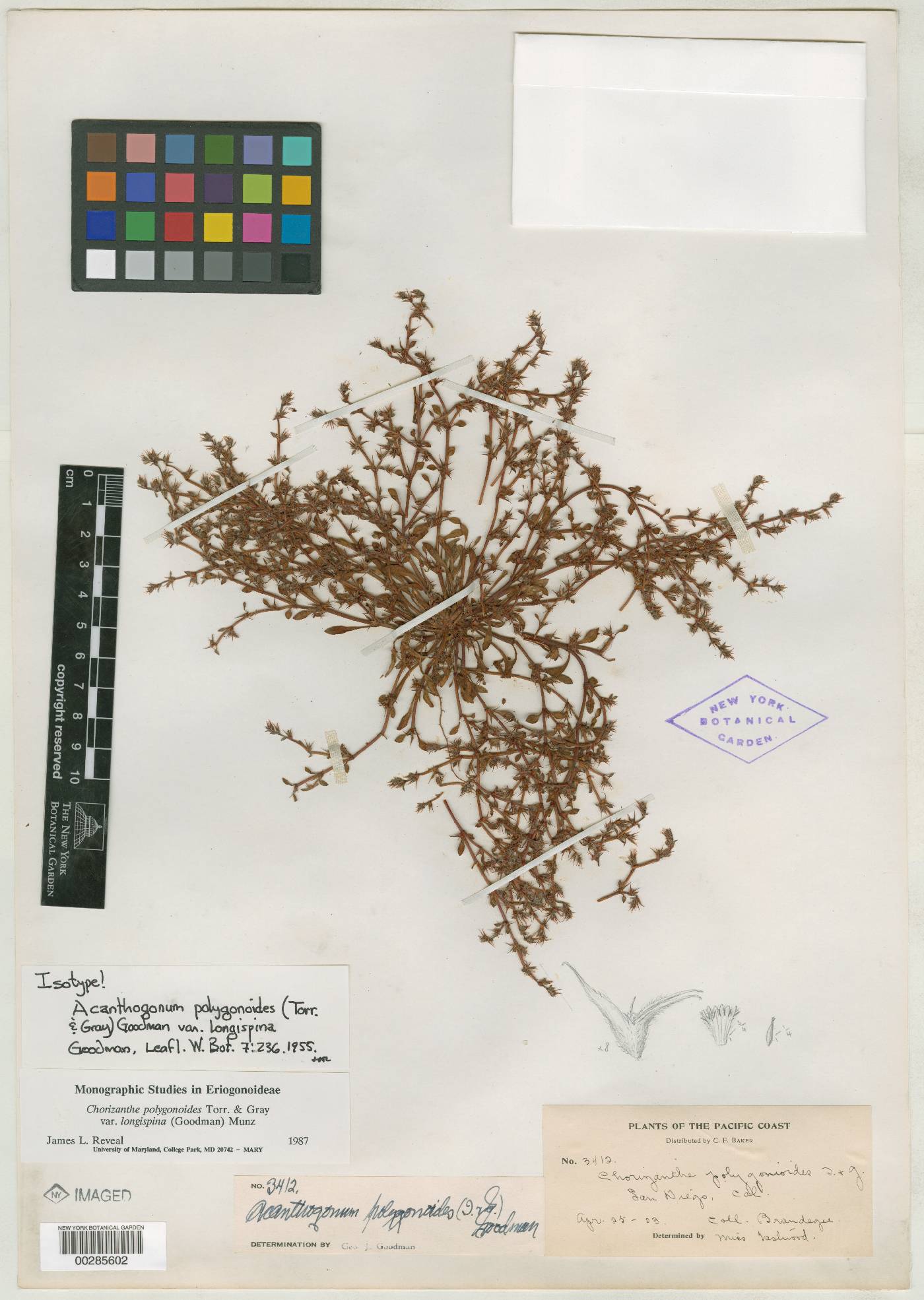 Acanthogonum image