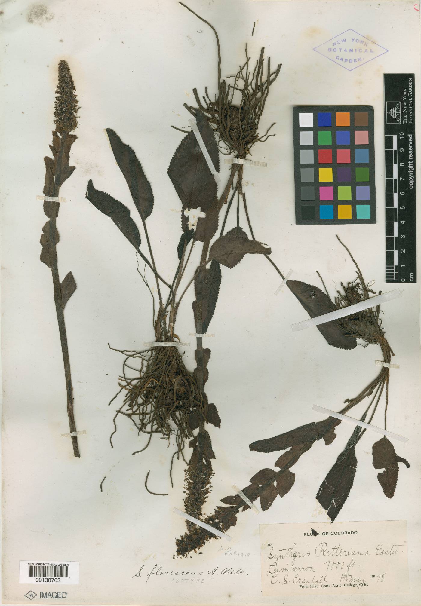 Synthyris flavescens image