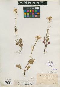 Arnica chandleri image