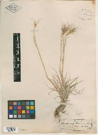 Elymus scribneri image