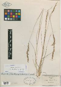 Agrostis pringlei image