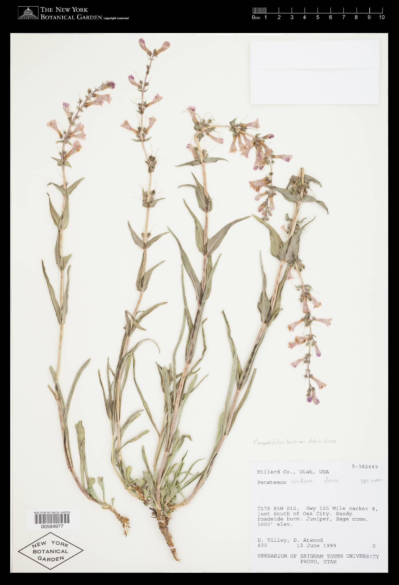 Penstemon angustifolius var. dulcis image