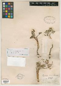 Peucedanum canbyi image