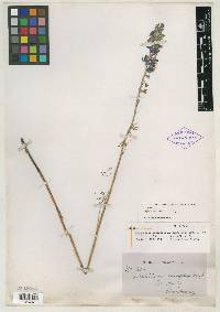 Delphinium hesperium image