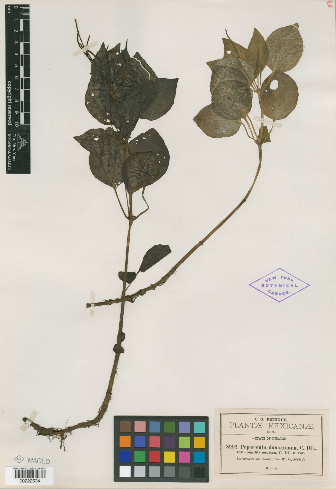 Peperomia donaguiana image