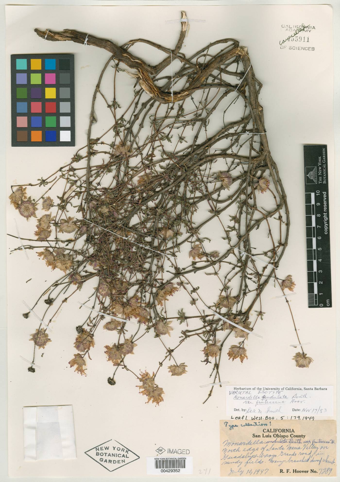 Monardella undulata var. frutescens image