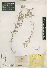 Croton dioicus image