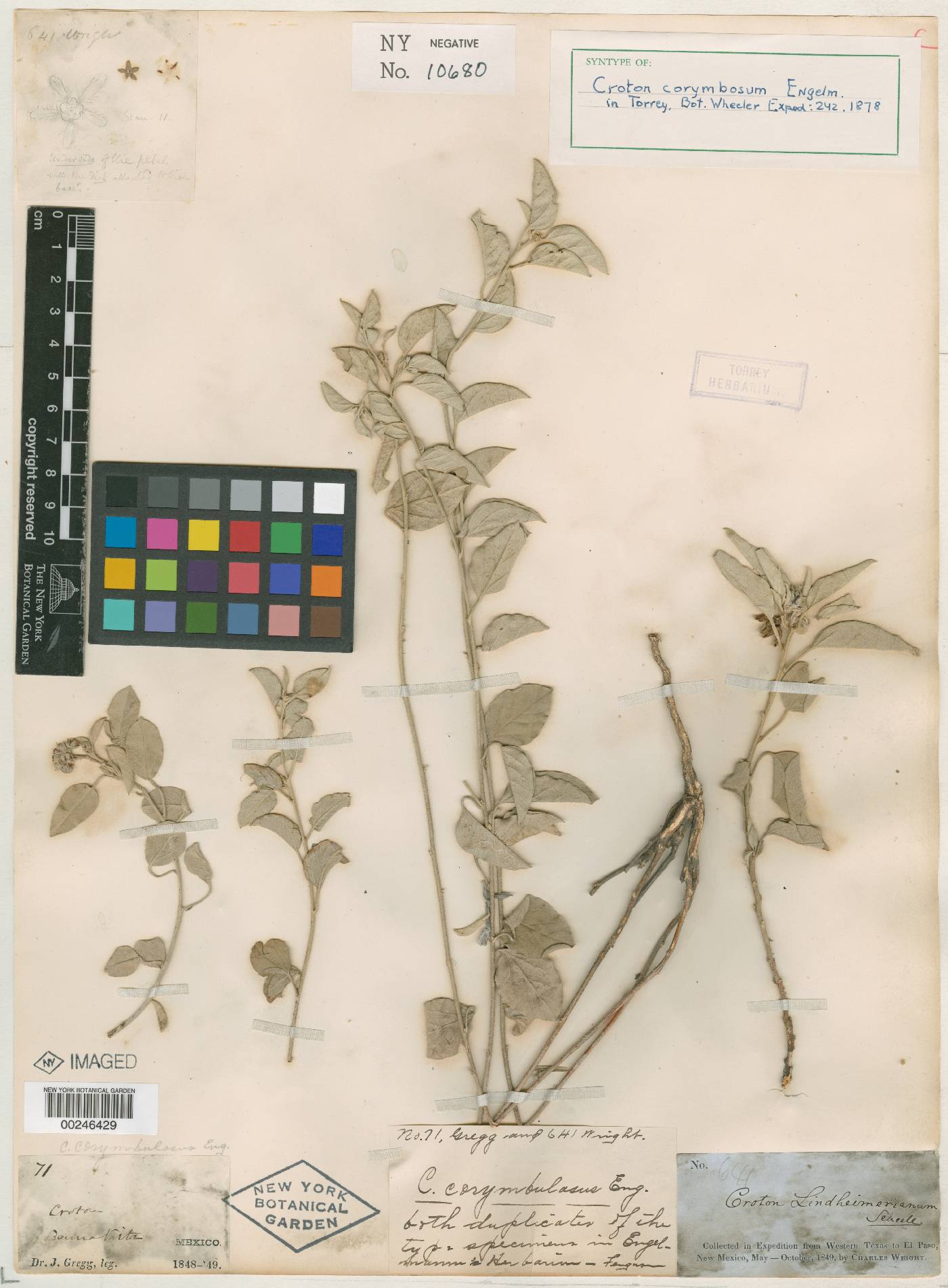 Croton pottsii var. pottsii image