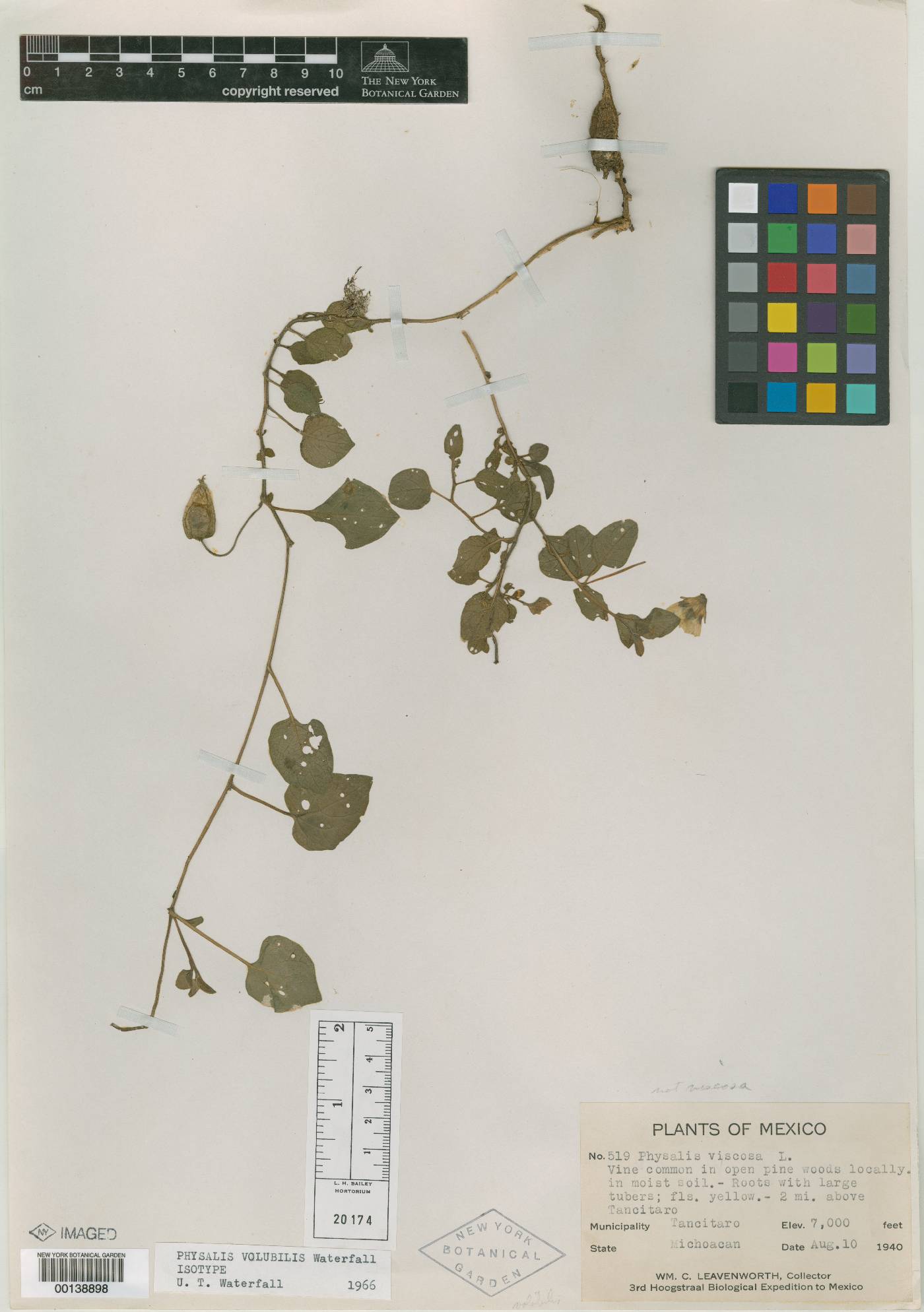 Physalis volubilis image