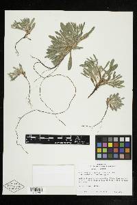 Plagiobothrys kingii var. harknessii image