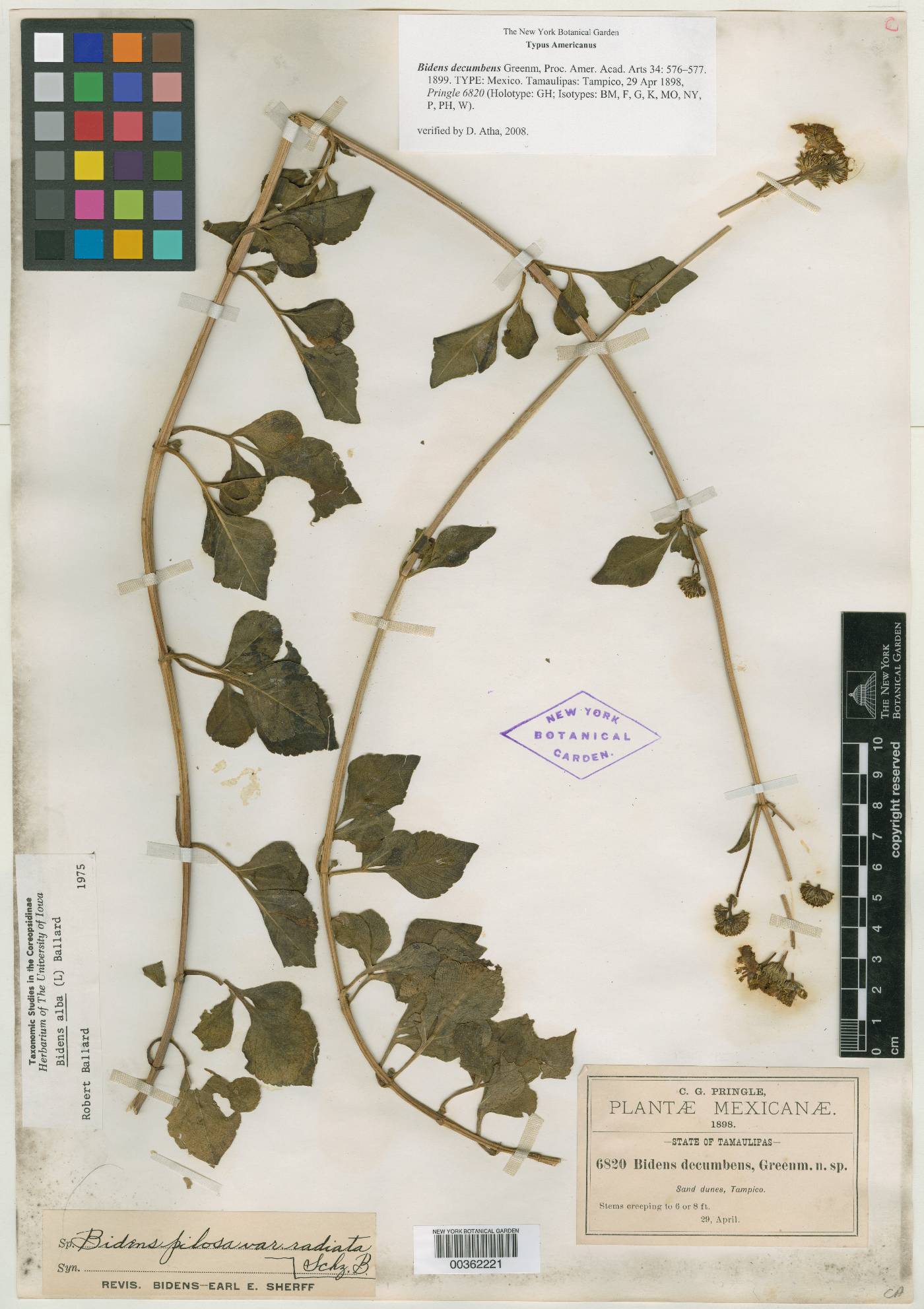 Bidens alba image