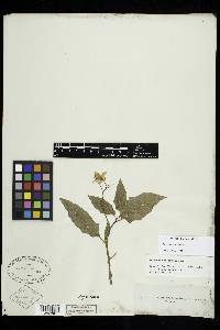 Image Associated With the Occurence